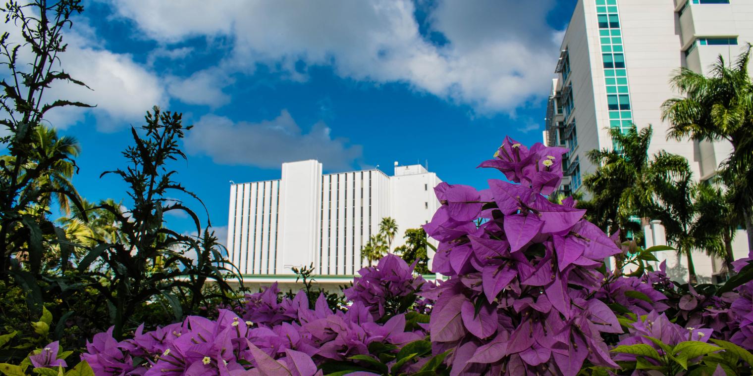 View of a large building, blue cloudy skies and purple flowers